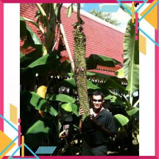 cây Cây Chuối trăm nải ...5 tháng cho trái  - Cây Giống Nhập Khẩu