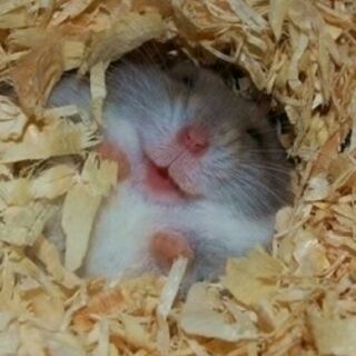 Mùn cưa lót cho hamster