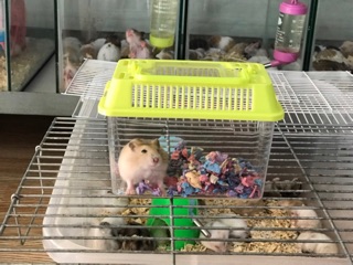 Hộp Mika 3 size Đựng Cá , Chuột Hamster