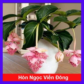 Hòn Ngọc Viễn Đông - cây cảnh để bàn - caykiengsadec
