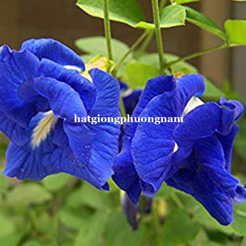 HẠT GIỐNG HOA ĐẬU BIẾC KÉP