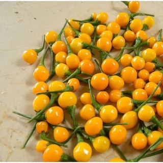 Hạt giống ớt Peru Charapita đắt nhất thế giới, gói 5 hạt