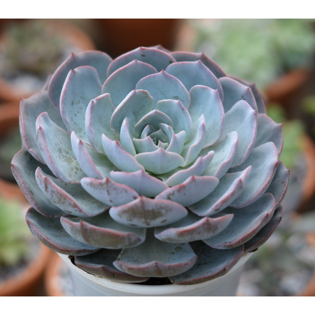 Sen đá Hồng Phấn Nhỏ Siêu Dễ Thương | BigBuy360 - bigbuy360.vn