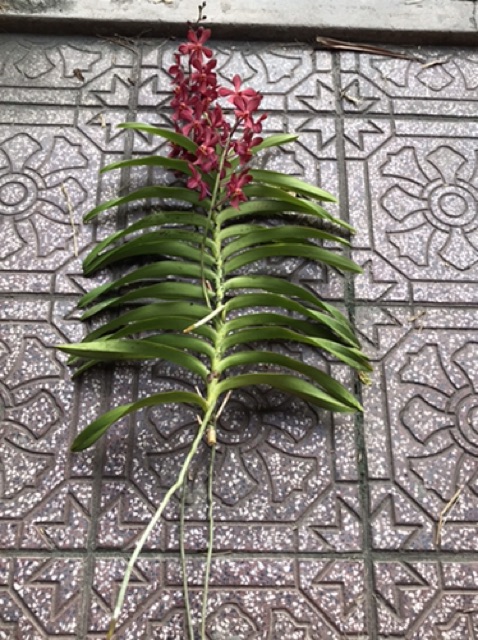 Lan mokara đang ngồng hoa - màu đỏ