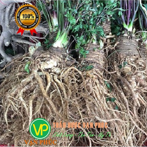 [KHUYẾN MÃI] Sâm đương quy tươi nguyên củ, loại 400 - 500gam | BigBuy360 - bigbuy360.vn