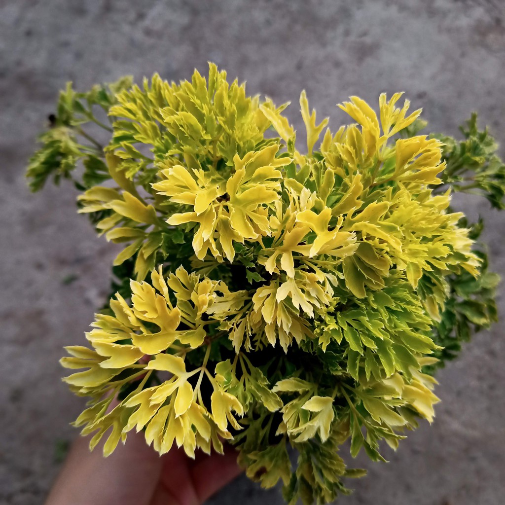 Chậu cây đinh lăng mini để bàn - Summer Garden