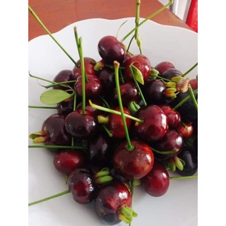 Cây Cherry Brazil chịu nhiệt cao 80-100cm