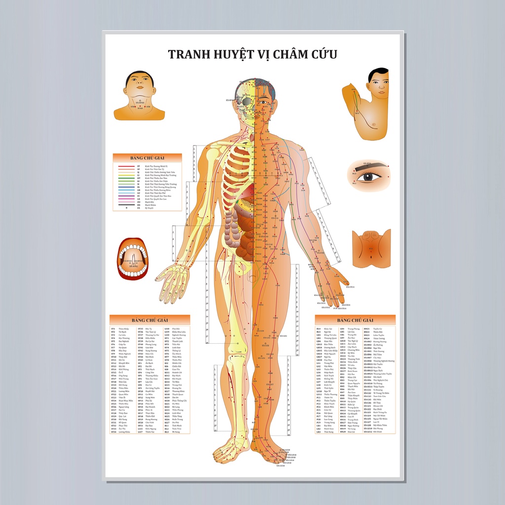 Tranh huyệt vị châm cứu mặt trước - 50x75cm - Decal dán