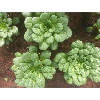 5gr - HẠT GIỐNG CẢI HOA HỒNG