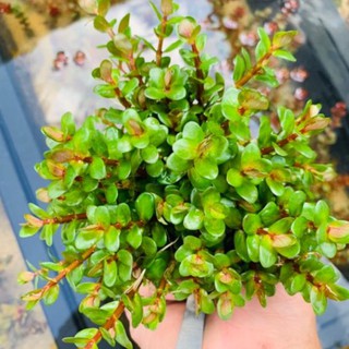Cây Thủy Sinh Vảy Ốc Ấn Độ