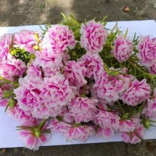 Combo 1 chậu hoa mười giờ Mĩ Thái mix nhiều màu