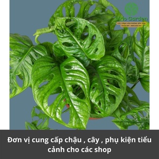 [ Quà Tặng Kèm ] cây trầu bà lá mưa