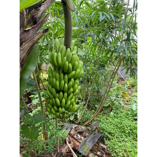 Chuối lùn hữu cơ