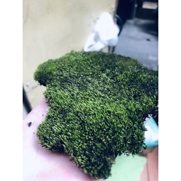 Rêu nhung trang trí tiểu cảnh, terrarium, bonsai