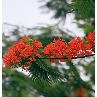 Hạt giống hoa phượng vỹ đỏ - 5 hạt
