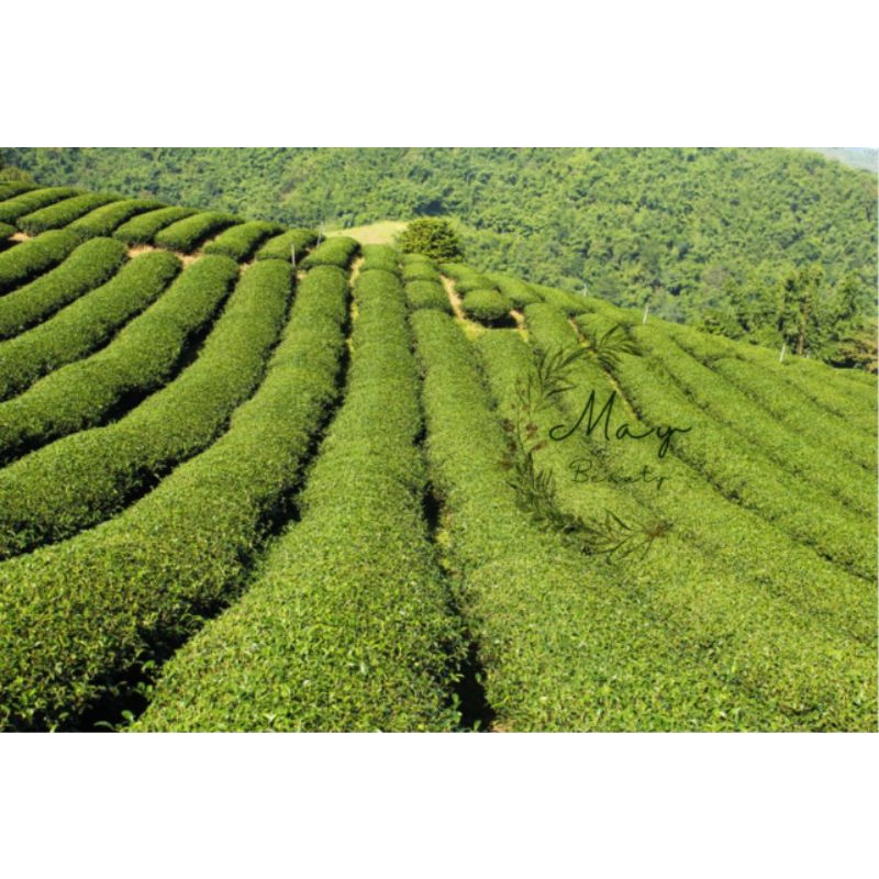 100gr bột trà xanh nguyên chất handmade