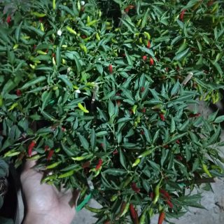Ớt xanh ( hiểm)