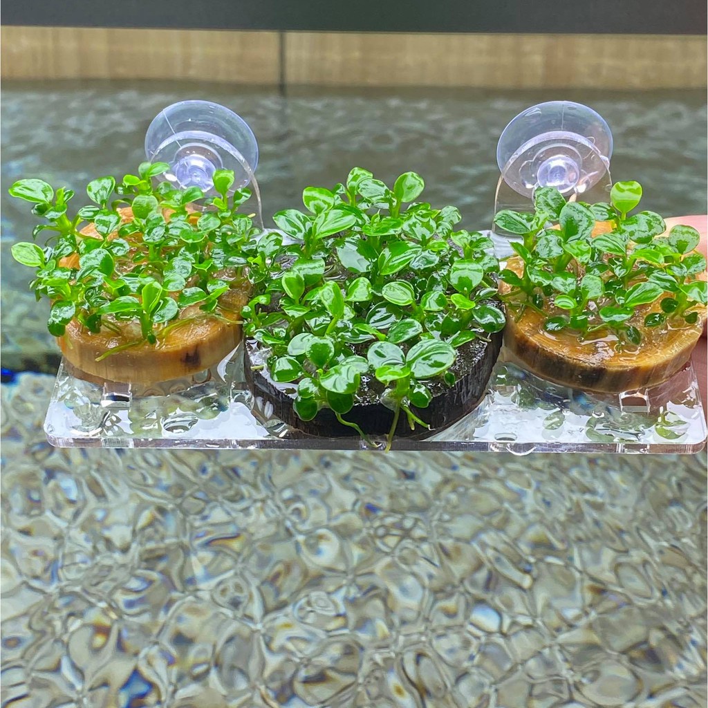 Vỉ Acrylic Trồng Cây Thủy Sinh - Tấm Nâng Acrylic | Giá Thể Ươm Ráy, Bucep - Đỡ Vĩ Ươm Rêu Hít Thành Kính