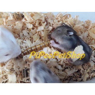 Sâu superworm rang bơ