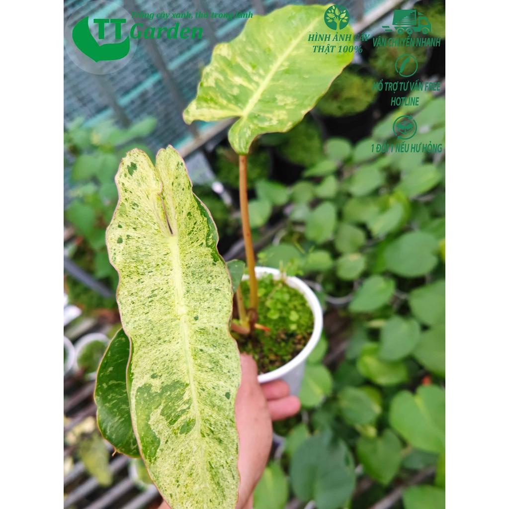 Philodendron Paraiso Verde, , trồng trong nhà, trồng ngoài trời, trồng sân vườn, decor trang trí