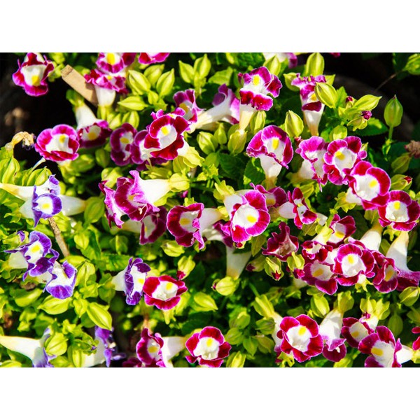 Hạt Giống Hoa Mắt Nai Hoa Tô Liên Mix Màu - SL: 10 HẠT