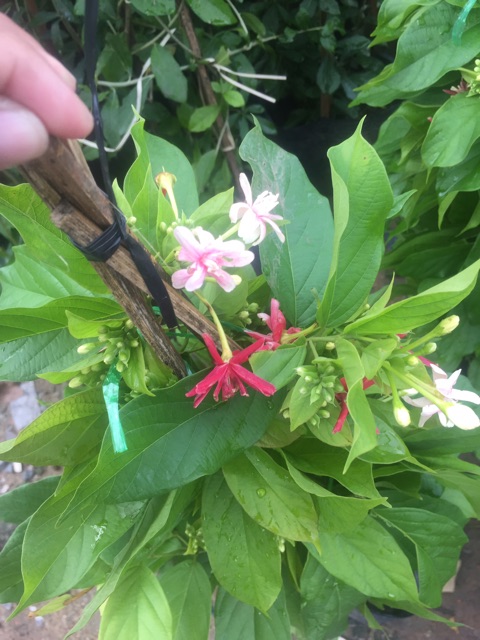 Sử quân tử đang hoa cao 60