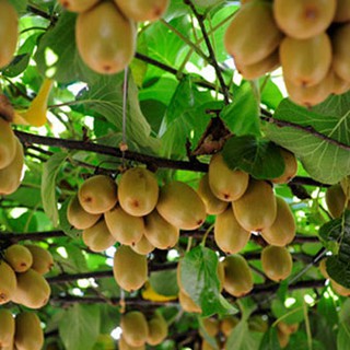 Hạt giống cây ăn trái kiwi 30 hạt (TẶNG gói kích thích hỗ trợ hạt nảy mầm)