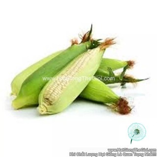 20Gr Hạt Giống Bắp Nếp Nù Dẻo Ngon (A1.404| G2*W54*M036)