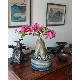 2 CÂY GIỐNG HOA SỨ THÁI