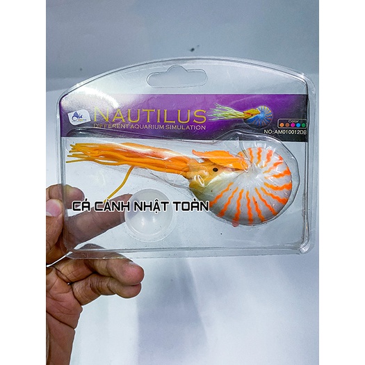 ÓC SÊN HÍT ĐÁY NỔI TRANG TRÍ BỂ CÁ CẢNH DÀI 8CM