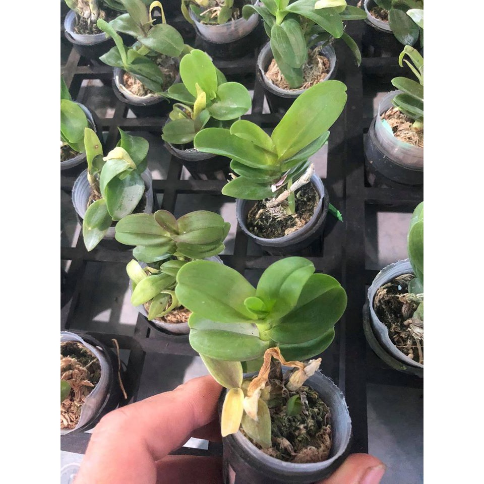 Lan Phi Điệp lá mít hòa bình