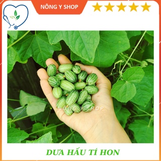 Gói 10 hạt Dưa hấu tí hon Rạng Đông Rado 314