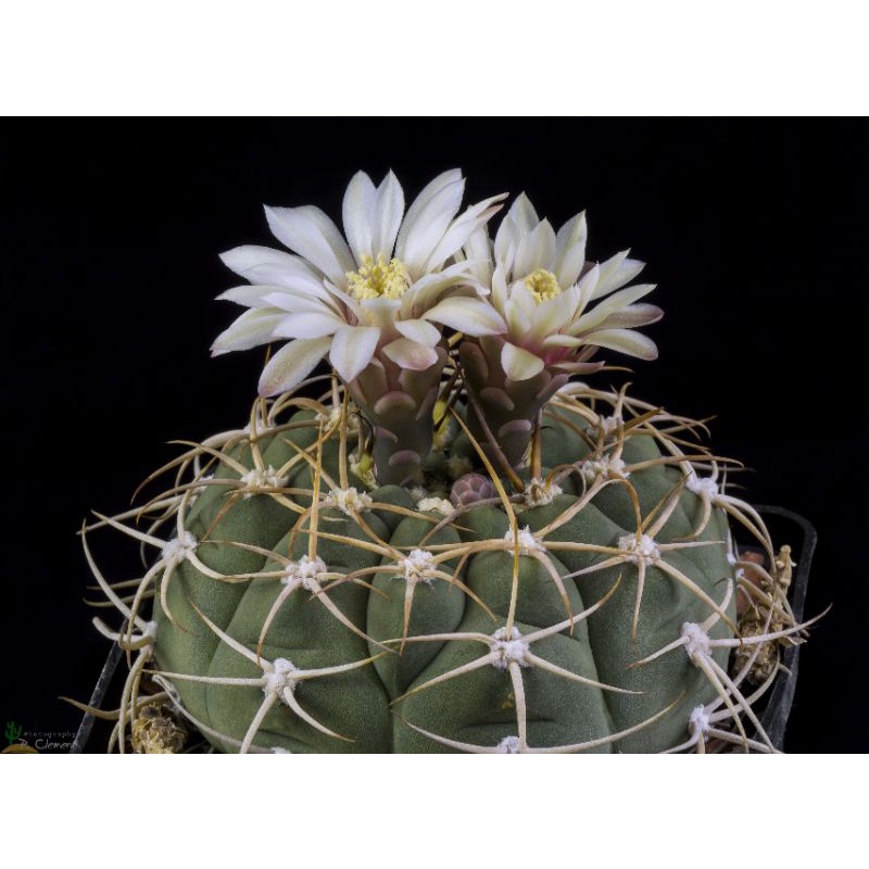 Sale 50%- Xương Rồng Bayria , chậu 5cm.