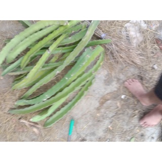 1 cành giống thanh long dài 1m ( ruột đỏ, ruột trắng )