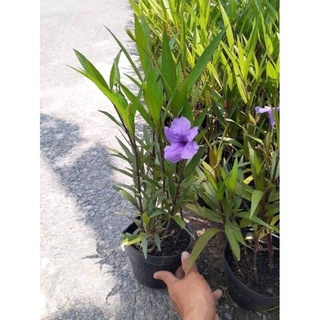 Hoa Chiều Tím - cây cảnh để bàn
