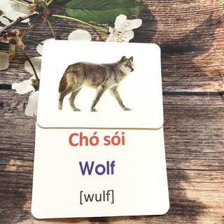 Flashcard Glenn Doman - Động Vật Hoang Dã