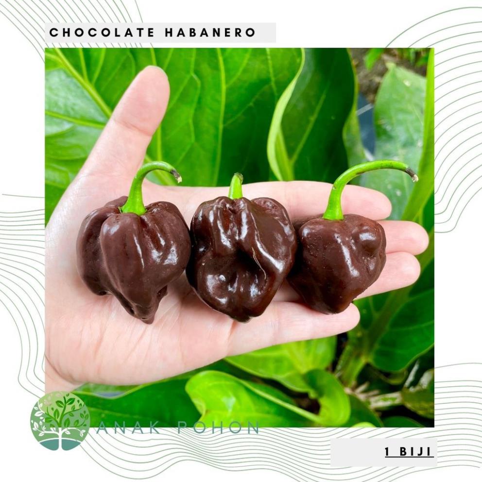 Hạt giống - Ớt Choco Habanero Ớt Habanero Sôcôla Sôcôla Hạt tiêu 15h