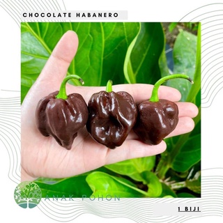 Hạt giống - Ớt Choco Habanero Ớt Habanero Sôcôla Sôcôla Hạt tiêu 15h