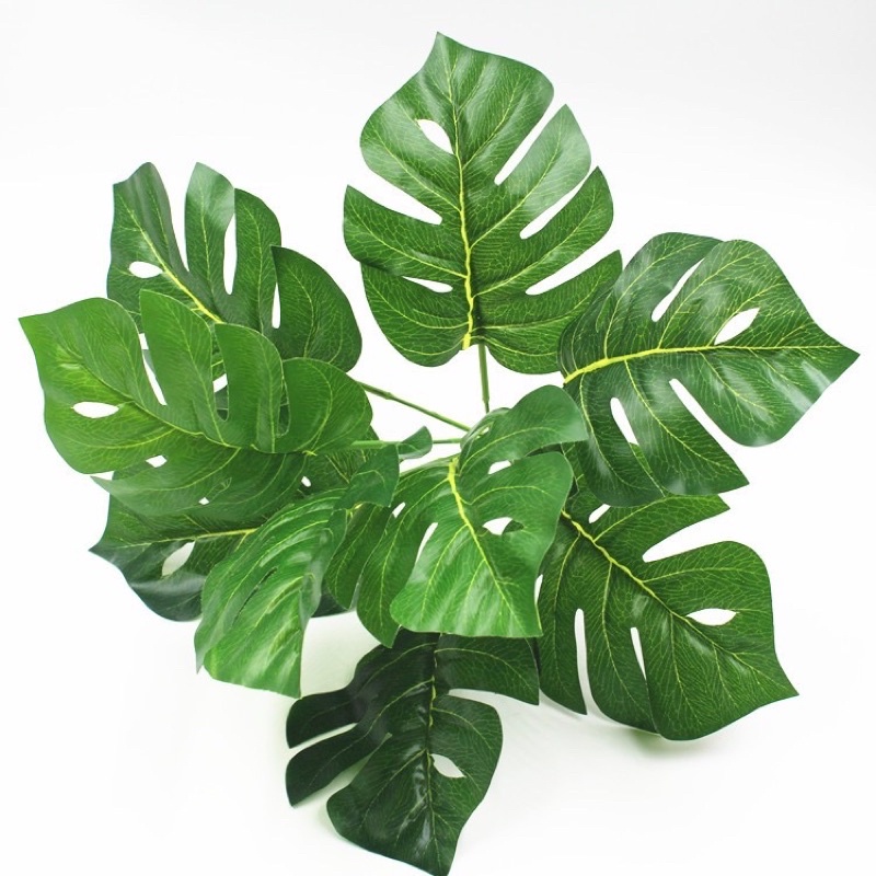 Cây lá rùa trang trí đủ size các loại- Cây trang trí