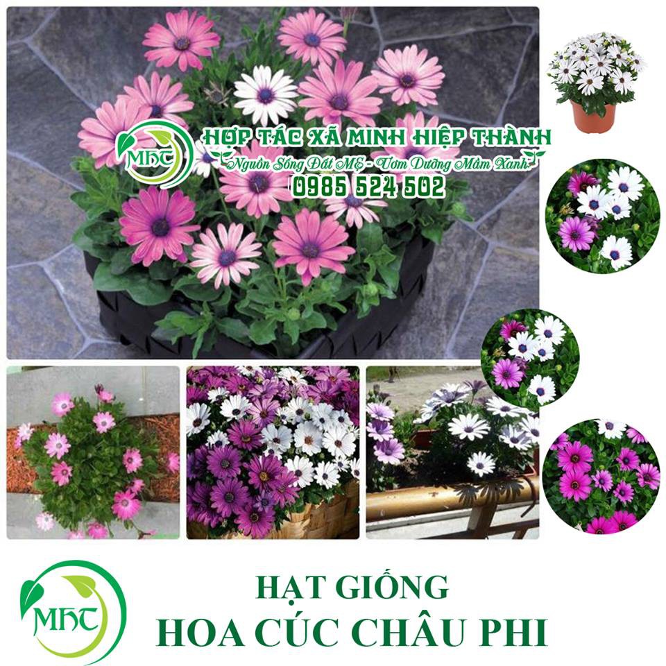 Hạt giống cúc châu phi