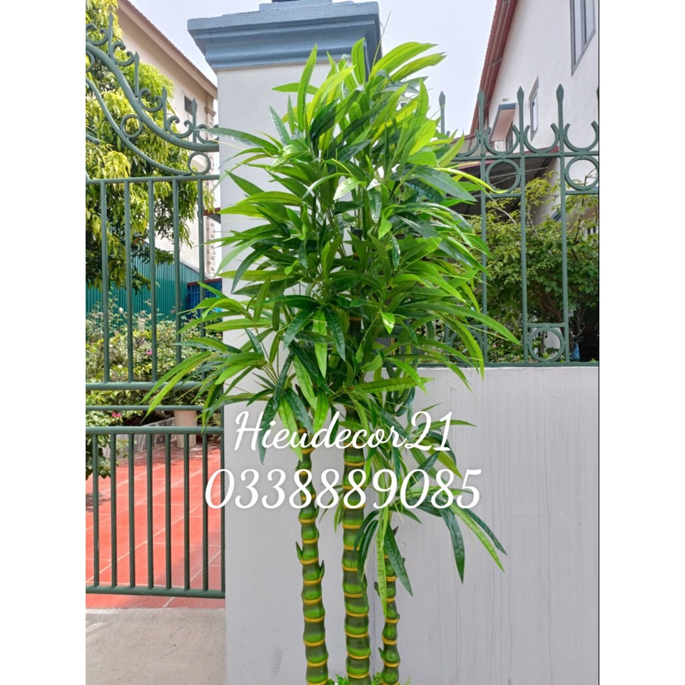 Cây Giả - Cây Trúc Phật Bà  Cao 1,8m