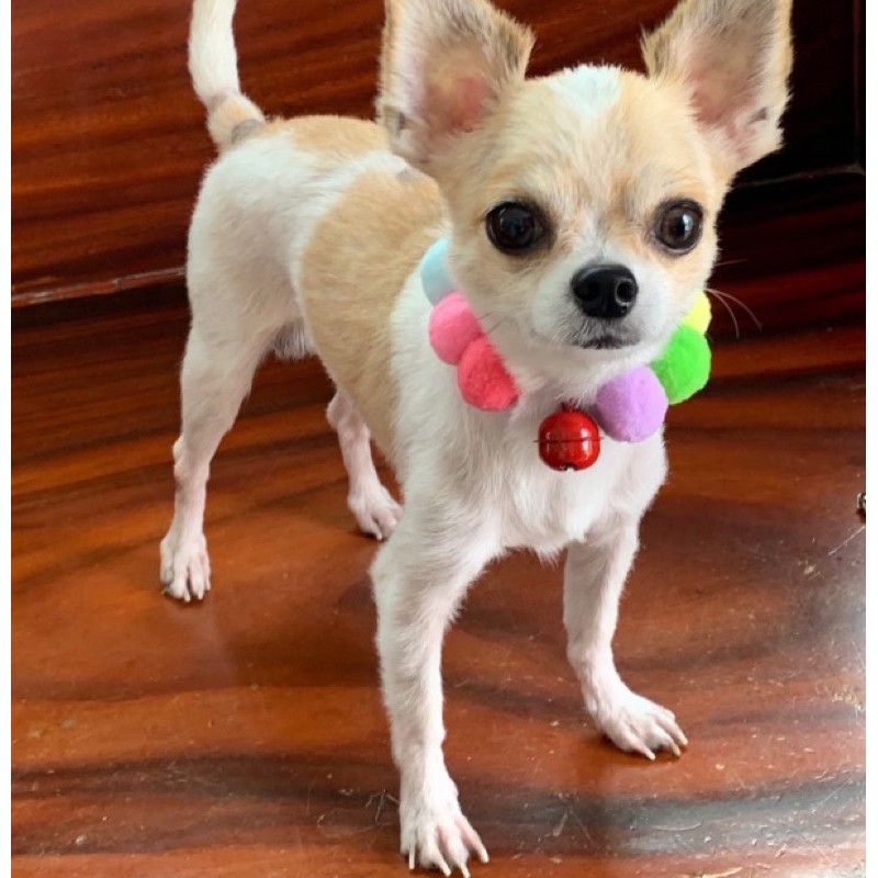 🔴🟡 VÒNG CỔ THÚ CƯNG BÔNG TUYẾT SIÊU XINH⚪️🟣