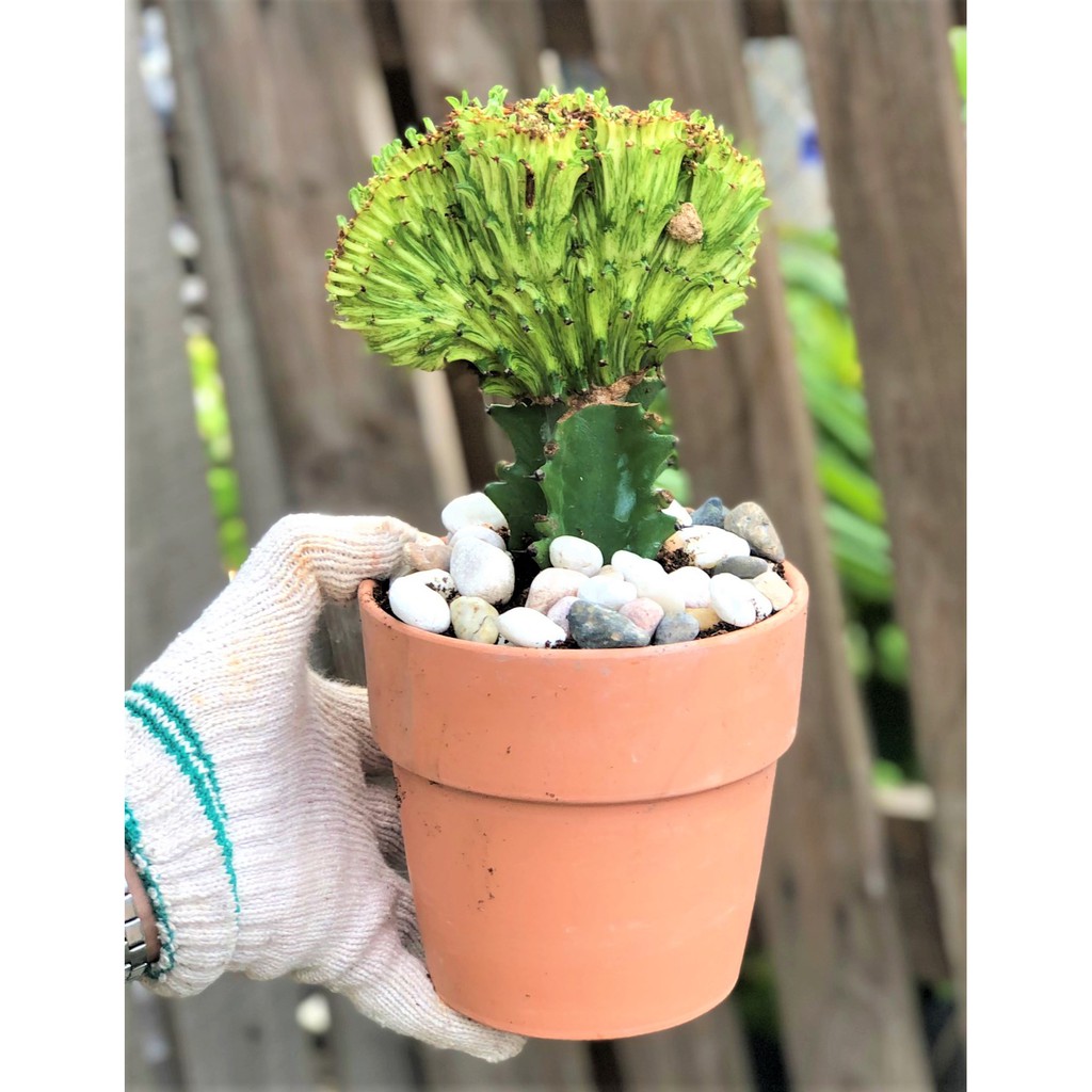 Bộ 10 chậu đất nung trồng xương rồng sen đá Rộng 14 cm x Cao 13 cm