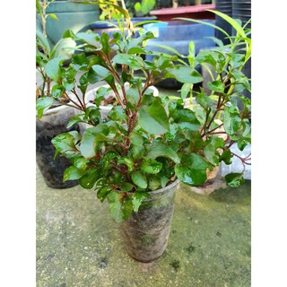 Cây xà lách xoong nhật
