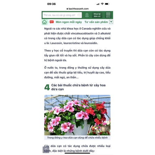 Cây Catharanthus roseus (hoa dừa cạn) màu hồng