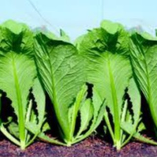 20gram HẠT GIỐNG CẢI BẸ XANH MỠ