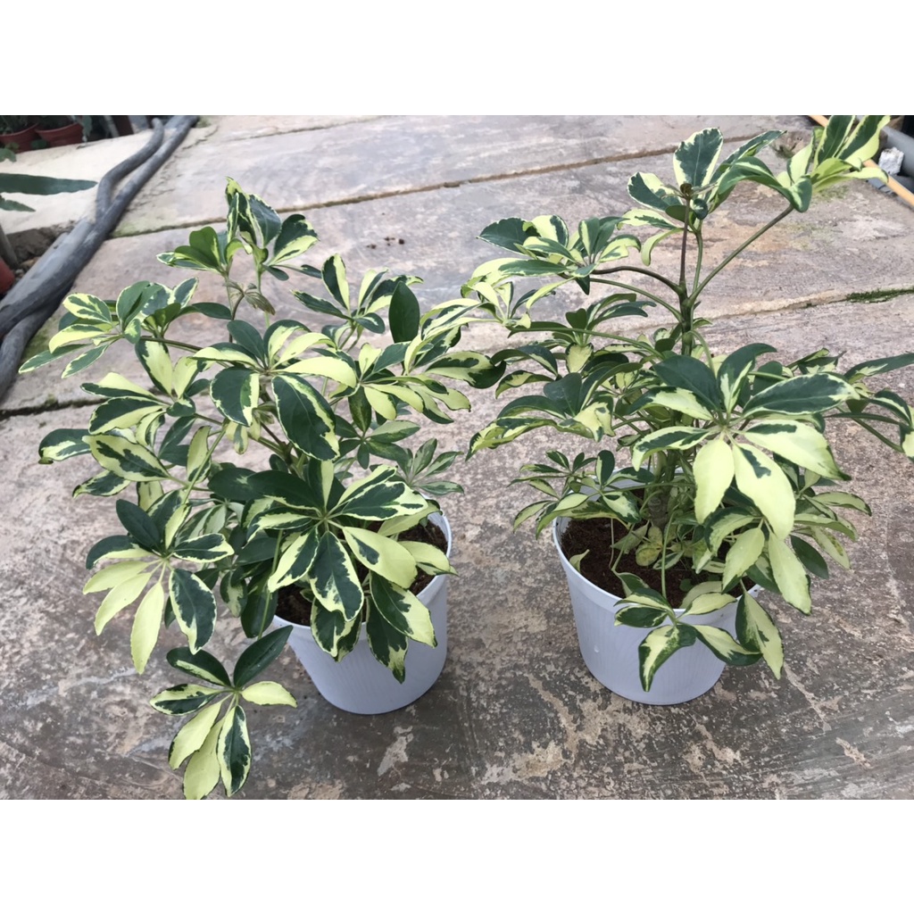 Cây ngũ gia bì var