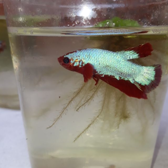 Betta trống