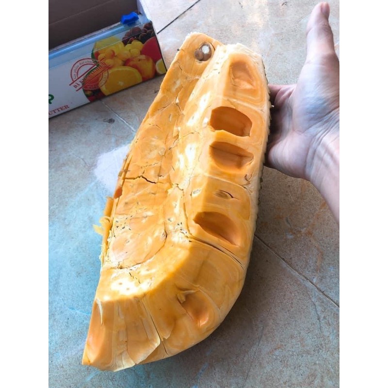 CÂY MÍT THÁI (CHO QUẢ SIÊU SỚM )