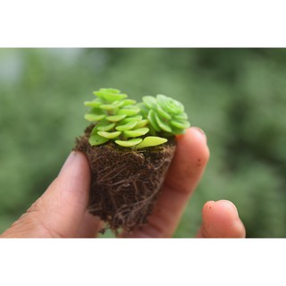 sen đá sedum vảy cá 2-4cm